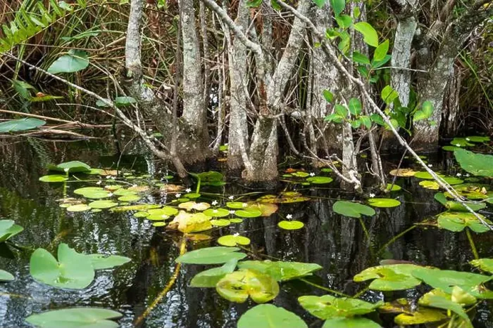 Framed Print : The Swamp land at Everglades National Park, Florida, United States Framed Print : The Swamp land at Everglades National Park, Florida, United States