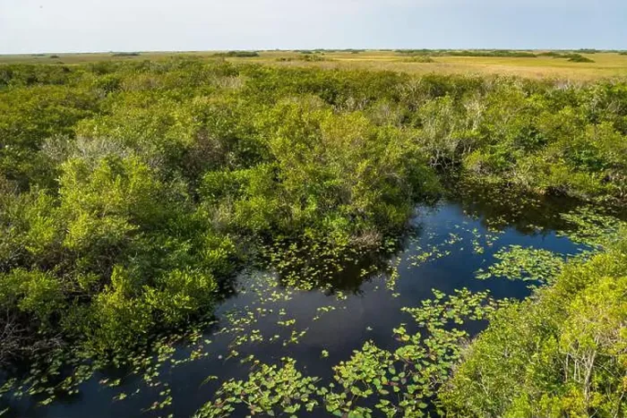 Framed Print : The Swamp land at Everglades National Park, Florida, United States Framed Print : The Swamp land at Everglades National Park, Florida, United States
