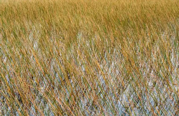 Framed Print : The Swamp land at Everglades National Park, Florida, United States Framed Print : The Swamp land at Everglades National Park, Florida, United States