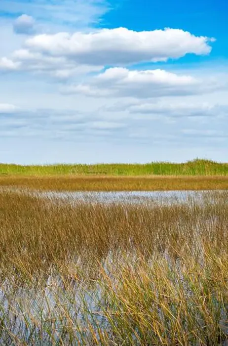 Framed Print : The Swamp land at Everglades National Park, Florida, United States Framed Print : The Swamp land at Everglades National Park, Florida, United States