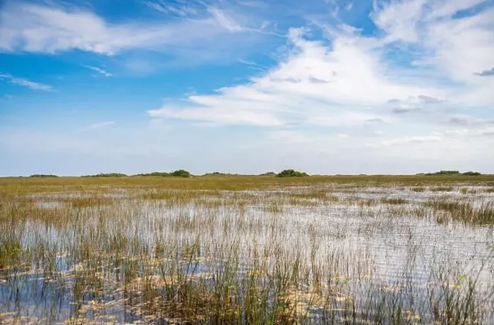 Framed Print : The Swamp land at Everglades National Park, Florida, United States Framed Print : The Swamp land at Everglades National Park, Florida, United States