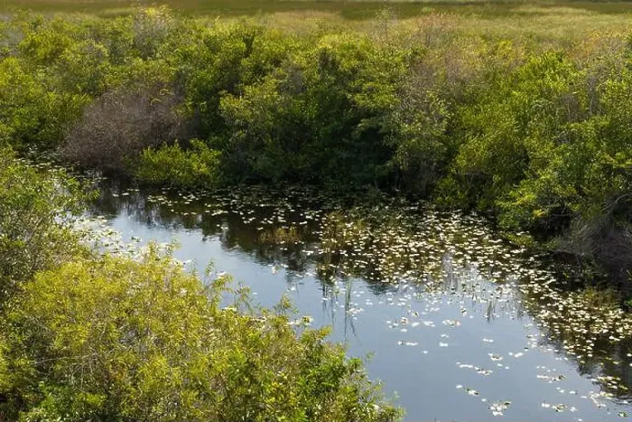 Framed Print : The Swamp land at Everglades National Park, Florida, United States Framed Print : The Swamp land at Everglades National Park, Florida, United States
