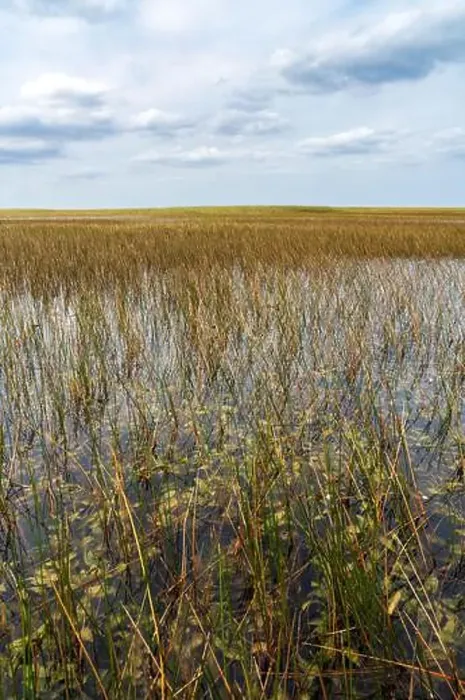 Framed Print : The Swamp land at Everglades National Park, Florida, United States Framed Print : The Swamp land at Everglades National Park, Florida, United States