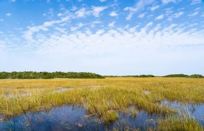 Framed Print : The Swamp land at Everglades National Park, Florida, United States Framed Print : The Swamp land at Everglades National Park, Florida, United States