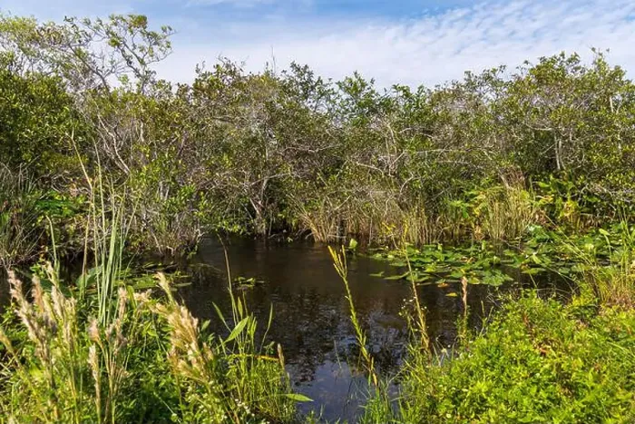 Framed Print : The Swamp land at Everglades National Park, Florida, United States Framed Print : The Swamp land at Everglades National Park, Florida, United States