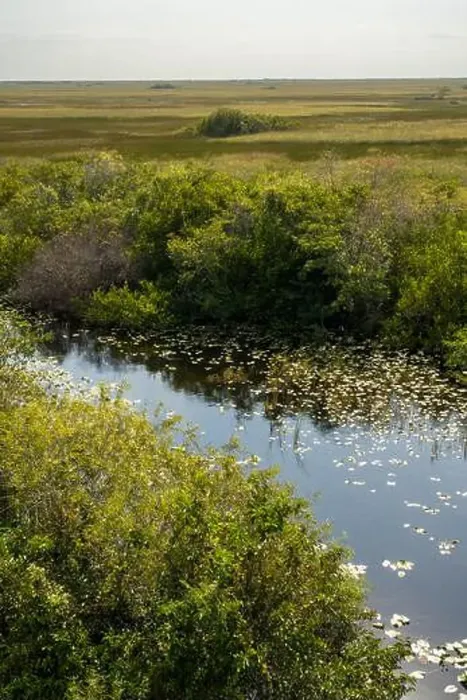 Framed Print : The Swamp land at Everglades National Park, Florida, United States