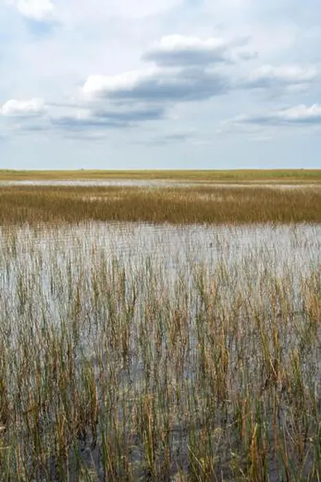 Framed Print : The Swamp land at Everglades National Park, Florida, United States Framed Print : The Swamp land at Everglades National Park, Florida, United States