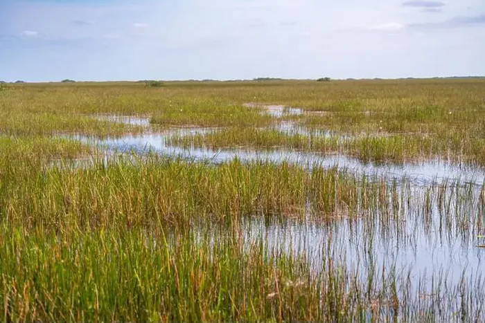 Framed Print : The Swamp land at Everglades National Park, Florida, United States Framed Print : The Swamp land at Everglades National Park, Florida, United States