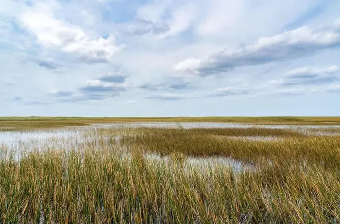 Framed Print : The Swamp land at Everglades National Park, Florida, United States Framed Print : The Swamp land at Everglades National Park, Florida, United States