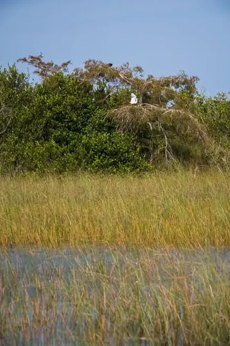 Framed Print : The Swamp land at Everglades National Park, Florida, United States Framed Print : The Swamp land at Everglades National Park, Florida, United States
