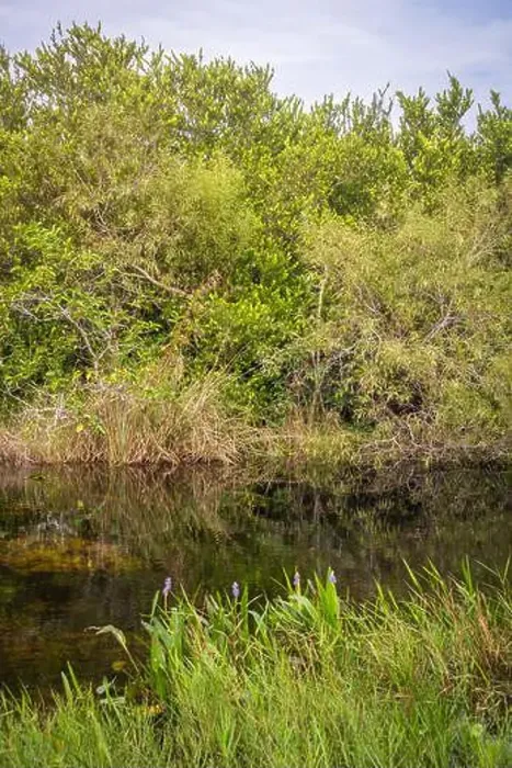 Framed Print : The Swamp land at Everglades National Park, Florida, United States Framed Print : The Swamp land at Everglades National Park, Florida, United States