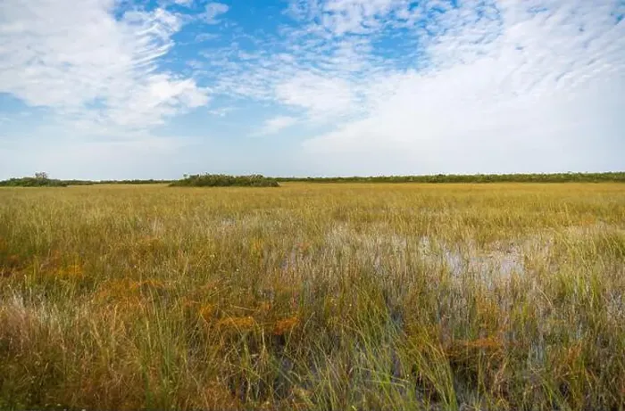 Framed Print : The Swamp land at Everglades National Park, Florida, United States Framed Print : The Swamp land at Everglades National Park, Florida, United States