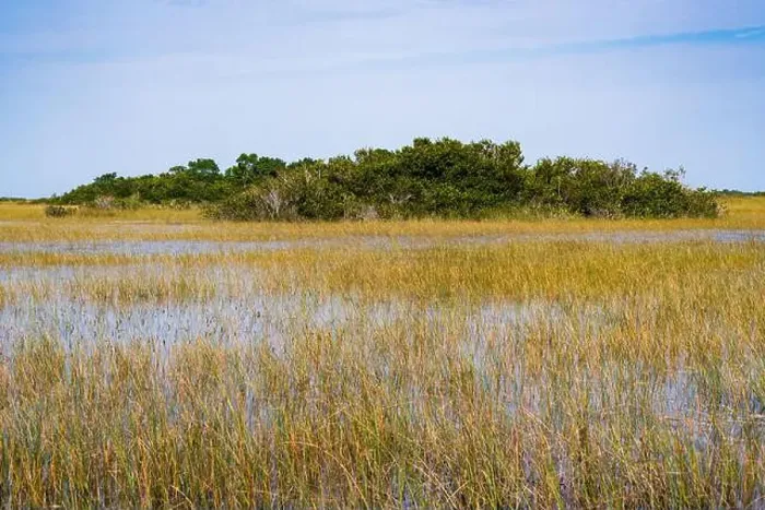 Framed Print : The Swamp land at Everglades National Park, Florida, United States Framed Print : The Swamp land at Everglades National Park, Florida, United States