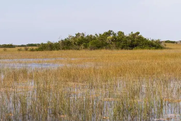 Framed Print : The Swamp land at Everglades National Park, Florida, United States Framed Print : The Swamp land at Everglades National Park, Florida, United States