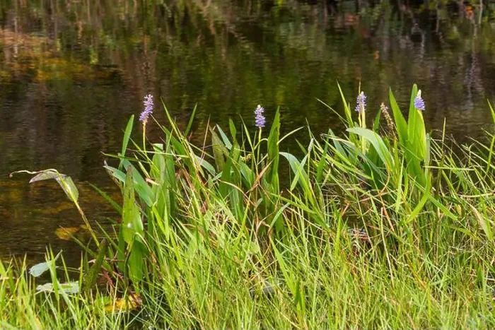 Framed Print : The Swamp land at Everglades National Park, Florida, United States Framed Print : The Swamp land at Everglades National Park, Florida, United States