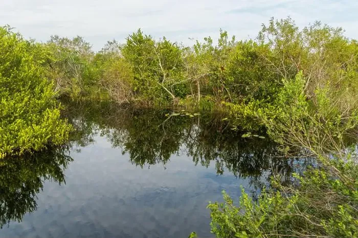 Framed Print : The Swamp land at Everglades National Park, Florida, United States Framed Print : The Swamp land at Everglades National Park, Florida, United States