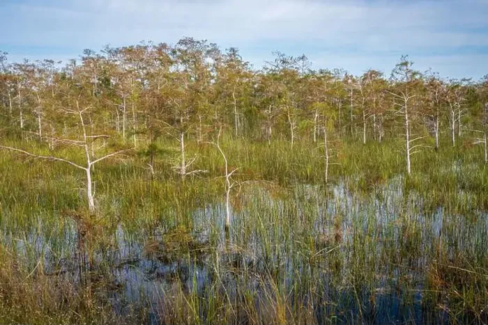 Framed Print : The Swamp land at Everglades National Park, Florida, United States Framed Print : The Swamp land at Everglades National Park, Florida, United States