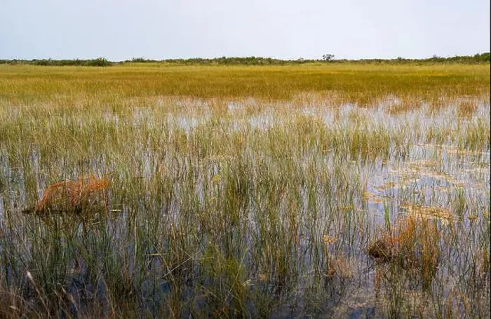 Framed Print : The Swamp land at Everglades National Park, Florida, United States Framed Print : The Swamp land at Everglades National Park, Florida, United States