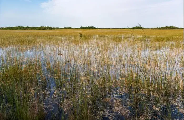 Framed Print : The Swamp land at Everglades National Park, Florida, United States Framed Print : The Swamp land at Everglades National Park, Florida, United States