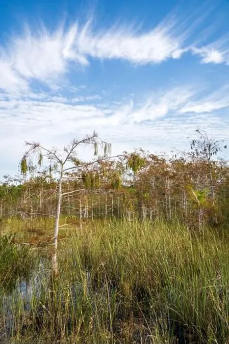 Framed Print : The Swamp land at Everglades National Park, Florida, United States Framed Print : The Swamp land at Everglades National Park, Florida, United States