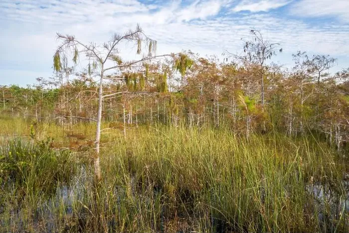 Framed Print : The Swamp land at Everglades National Park, Florida, United States Framed Print : The Swamp land at Everglades National Park, Florida, United States