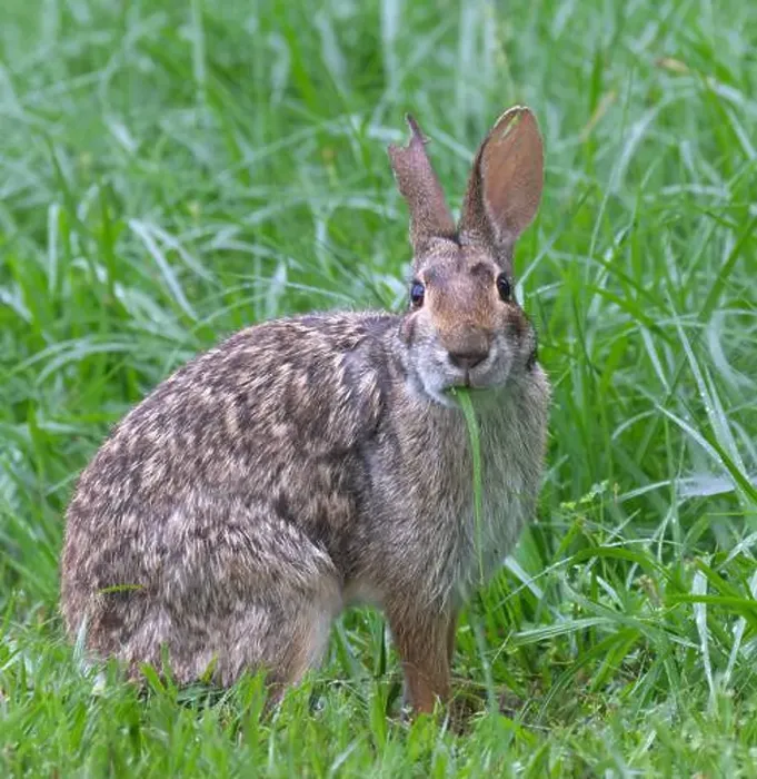 Framed Print : Swamp rabbit (Sylvilagus aquaticus) eating grass, Brazos Bend state park, Needville, Texas, USA Framed Print : Swamp rabbit (Sylvilagus aquaticus) eating grass, Brazos Bend state park, Needville, Texas, USA