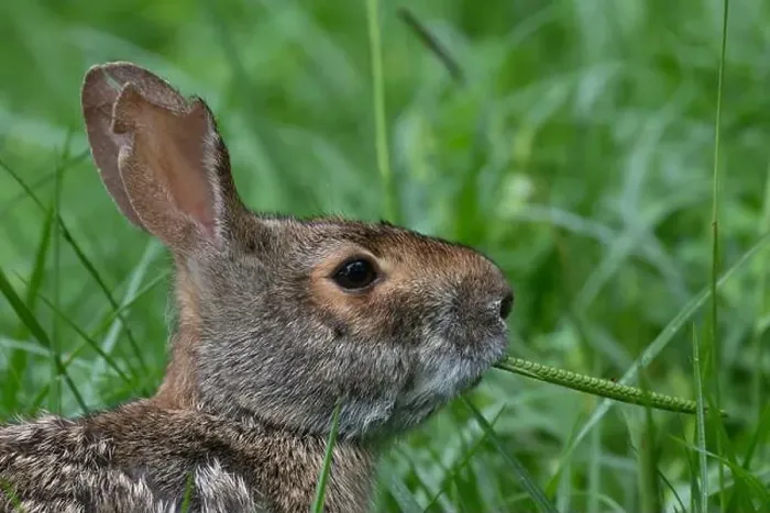 Framed Print : Swamp rabbit (Sylvilagus aquaticus) eating grass, Brazos Bend state park, Needville, Texas, USA Framed Print : Swamp rabbit (Sylvilagus aquaticus) eating grass, Brazos Bend state park, Needville, Texas, USA