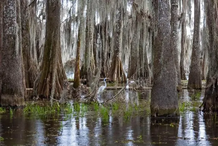 Framed Print : Swamp tour on a boat near Lafayette, Luisiana Framed Print : Swamp tour on a boat near Lafayette, Luisiana