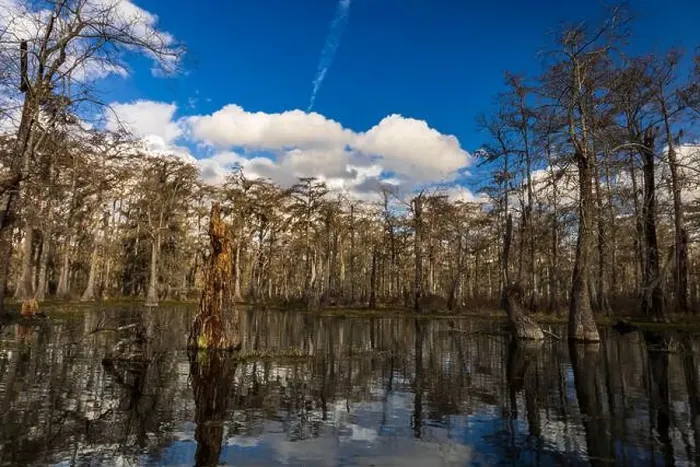 Framed Print : Swamp tour on a boat near Lafayette, Luisiana Framed Print : Swamp tour on a boat near Lafayette, Luisiana
