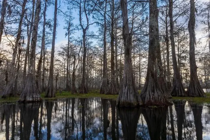 Framed Print : Swamp tour on a boat near Lafayette, Luisiana Framed Print : Swamp tour on a boat near Lafayette, Luisiana