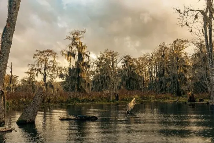 Framed Print : Swamp tour on a boat near Lafayette, Luisiana Framed Print : Swamp tour on a boat near Lafayette, Luisiana