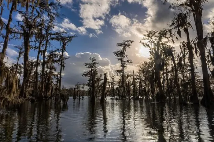 Framed Print : Swamp tour on a boat near Lafayette, Luisiana Framed Print : Swamp tour on a boat near Lafayette, Luisiana
