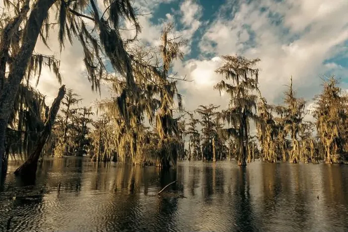 Framed Print : Swamp tour on a boat near Lafayette, Luisiana Framed Print : Swamp tour on a boat near Lafayette, Luisiana