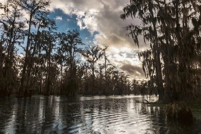 Framed Print : Swamp tour on a boat near Lafayette, Luisiana Framed Print : Swamp tour on a boat near Lafayette, Luisiana