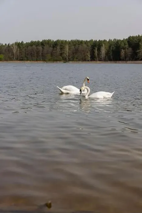 Framed Print : swans feed in the lake, a pair of white swans look for food underwater in the lake Framed Print : swans feed in the lake, a pair of white swans look for food underwater in the lake