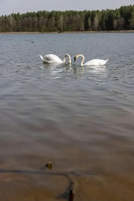 Framed Print : swans feed in the lake, a pair of white swans look for food underwater in the lake Framed Print : swans feed in the lake, a pair of white swans look for food underwater in the lake