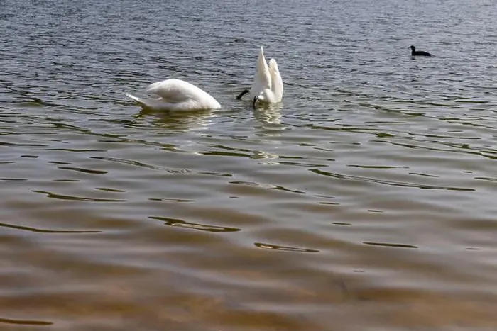 Framed Print : swans feed in the lake in the spring, a pair of white swans look for food underwater in the lake Framed Print : swans feed in the lake in the spring, a pair of white swans look for food underwater in the lake