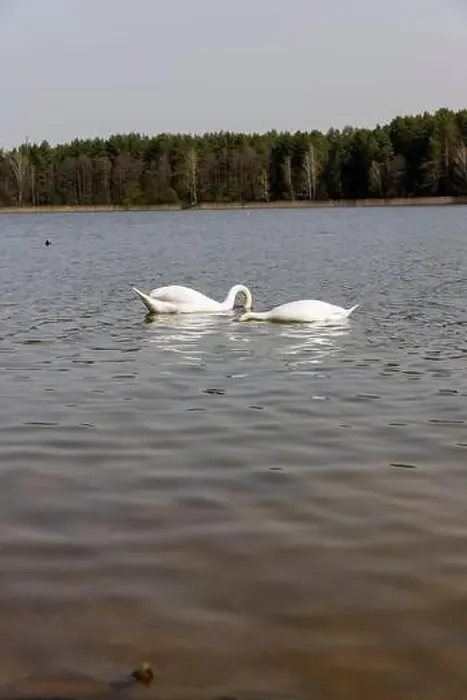 Framed Print : swans feed in the river, a pair of white swans look for food underwater Framed Print : swans feed in the river, a pair of white swans look for food underwater