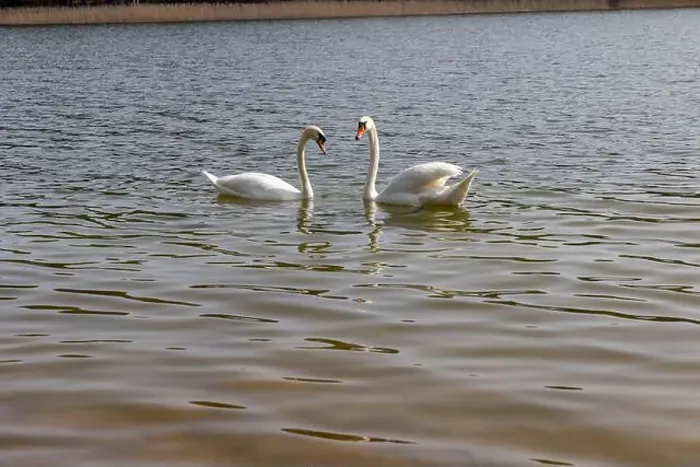 Framed Print : swans feed in the river, a pair of white swans look for food underwater Framed Print : swans feed in the river, a pair of white swans look for food underwater