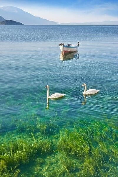 Two swans o the Ohrid Lake, Macedonia