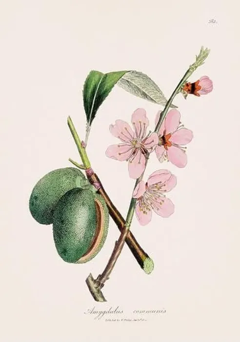 Framed Print : Sweet almond. Botanical Illustration: Antique Medical Botanical Artwork from a 19th-century Botany Book Plate Framed Print : Sweet almond. Botanical Illustration: Antique Medical Botanical Artwork from a 19th-century Botany Book Plate