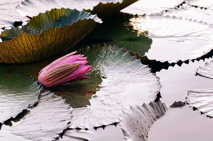 Framed Print : Sweet soft pink lotus water lilies before bloom under morning light - pure Framed Print : Sweet soft pink lotus water lilies before bloom under morning light - pure