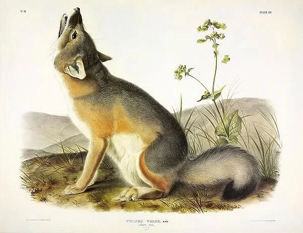 Swift Fox, Vulpes Velox, 1845