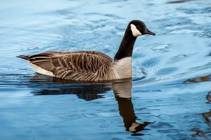 Framed Print : Swimming Goose Framed Print : Swimming Goose