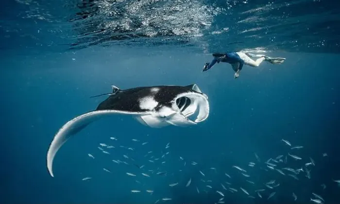 Framed Print : swimming with Manta ray that feeding on plankton in the Maldives Framed Print : swimming with Manta ray that feeding on plankton in the Maldives