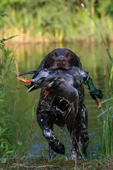 Framed Print : Symbol picture, hunting, German Shorthair with mallard as prey in mouth comes out of a lake, Germany Framed Print : Symbol picture, hunting, German Shorthair with mallard as prey in mouth comes out of a lake, Germany