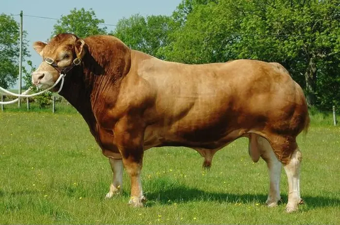 Framed Print : Sympa, a pedigree Limousin bull imported into the UK from France Framed Print : Sympa, a pedigree Limousin bull imported into the UK from France