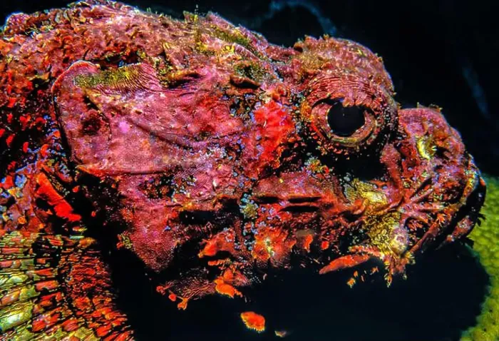 Framed Print : Synanceia verrucosa, the reef stonefish or simply stonefish, is a species of venomous, marine ray-finned fish Framed Print : Synanceia verrucosa, the reef stonefish or simply stonefish, is a species of venomous, marine ray-finned fish