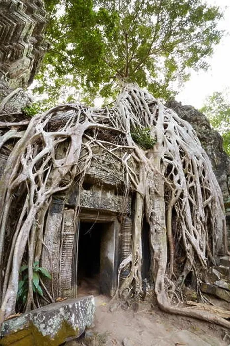 Framed Print : Ta Prohm Temple, Angkor, Cambodia, Asia Framed Print : Ta Prohm Temple, Angkor, Cambodia, Asia