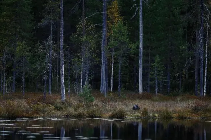 Framed Print : Taiga forest with wolverine. Finland wildlife Framed Print : Taiga forest with wolverine. Finland wildlife